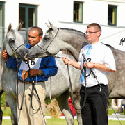 The 2011 Polish National Championships & Pride of Poland Sale