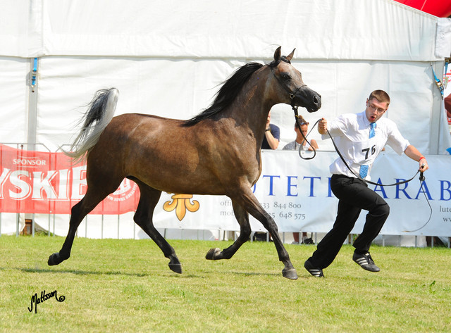 The 2011 Polish National Championships & Pride of Poland Sale