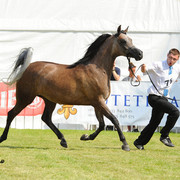 The 2011 Polish National Championships & Pride of Poland Sale
