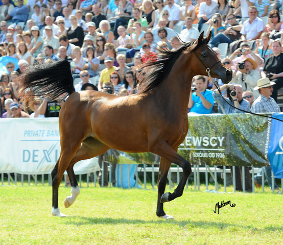 The 2011 Polish National Championships & Pride of Poland Sale
