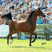 The 2011 Polish National Championships & Pride of Poland Sale