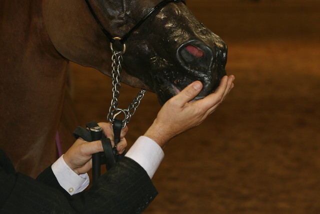 The 2011 Arabian Breeder Finals