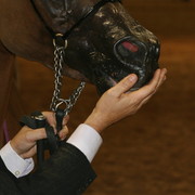 The 2011 Arabian Breeder Finals