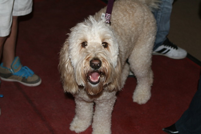 The 2011 Arabian Breeder Finals