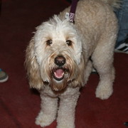 The 2011 Arabian Breeder Finals