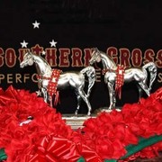 Southern Cross Arabians - Southern Cross Arabians is off to a great start at the show - Congratulations!!