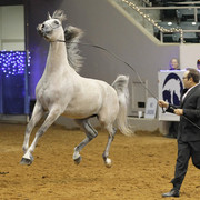 The 2011 US Nationals