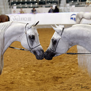 The 2011 US Nationals