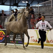 Arabi a Milano - Italy