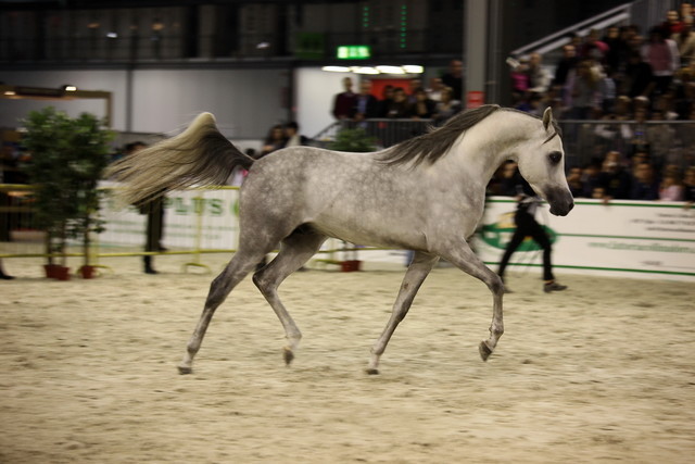 Arabi a Milano - Italy