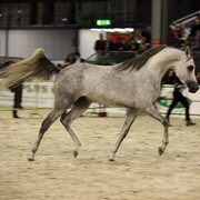 Arabi a Milano - Italy