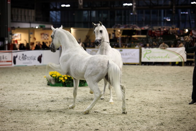 Arabi a Milano - Italy