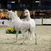 Arabi a Milano - Italy