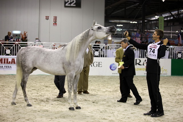 Arabi a Milano - Italy