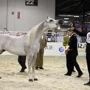 Arabi a Milano - Italy