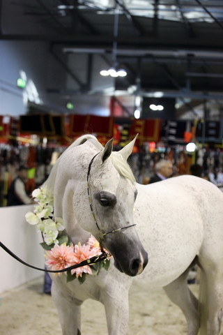 Arabi a Milano - Italy