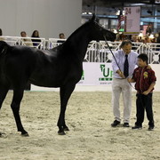 Arabi a Milano - Italy