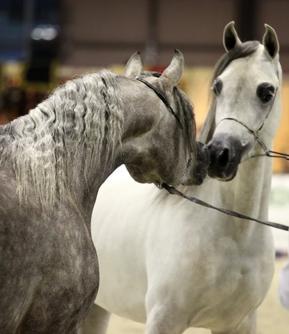 Arabi a Milano - Italy