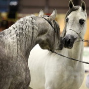 Arabi a Milano - Italy