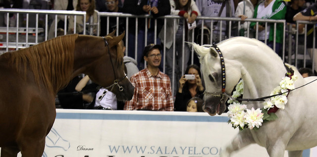 Arabi a Milano - Italy