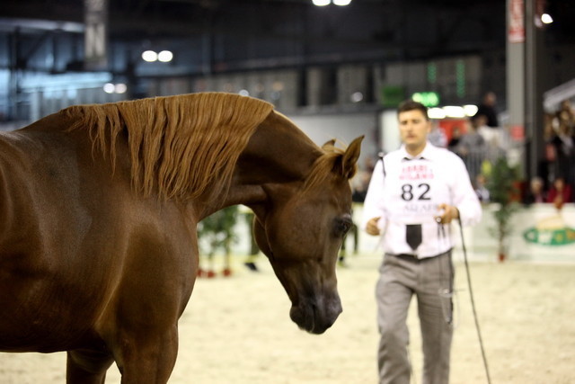 Arabi a Milano - Italy