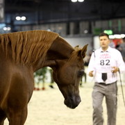 Arabi a Milano - Italy