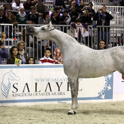 Arabi a Milano - Italy