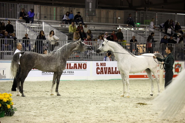 Arabi a Milano - Italy