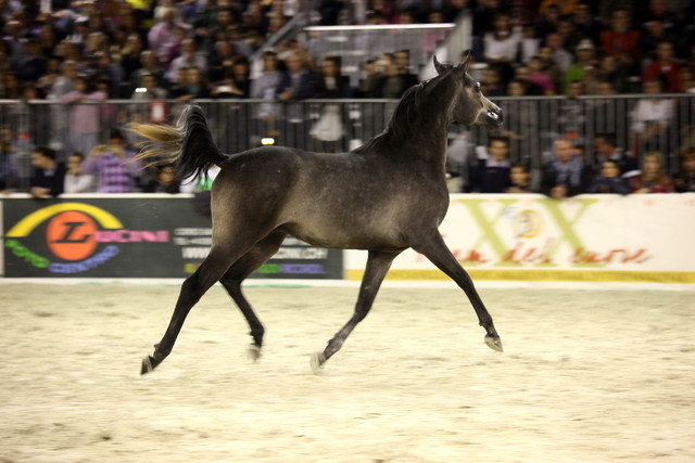 Arabi a Milano - Italy