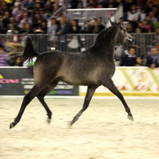 Arabi a Milano - Italy