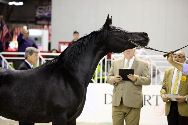 Arabi a Milano - Italy