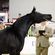 Arabi a Milano - Italy