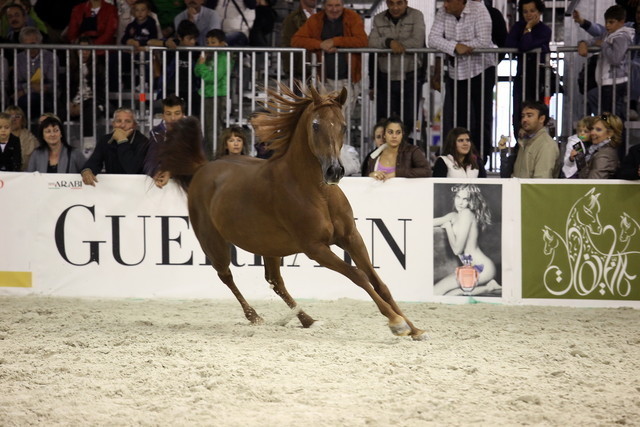 Arabi a Milano - Italy