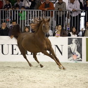 Arabi a Milano - Italy