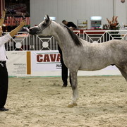 Arabi a Milano - Italy