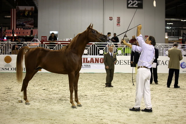 Arabi a Milano - Italy