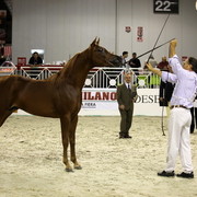 Arabi a Milano - Italy