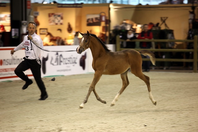 Arabi a Milano - Italy