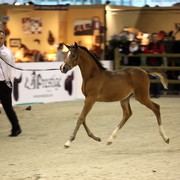 Arabi a Milano - Italy