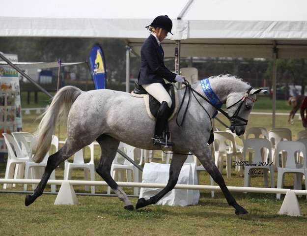 Australian National Arabina Stud Horse Show 2011
