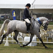 Australian National Arabina Stud Horse Show 2011