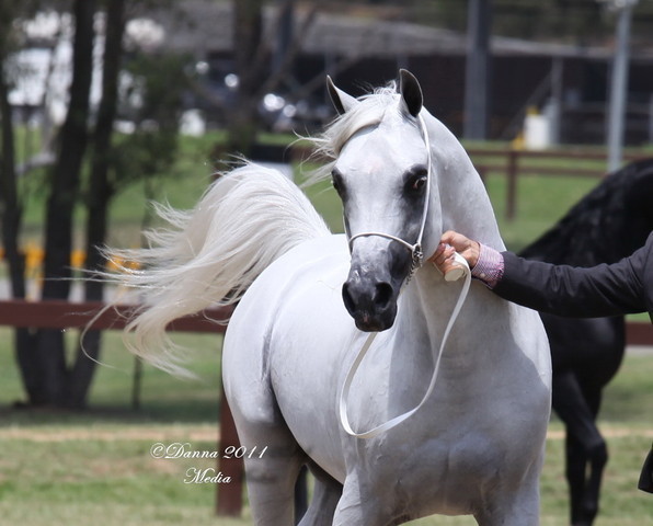 Australian National Arabina Stud Horse Show 2011
