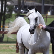 Australian National Arabina Stud Horse Show 2011