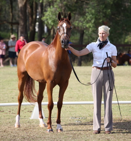 Australian National Arabina Stud Horse Show 2011
