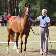 Australian National Arabina Stud Horse Show 2011