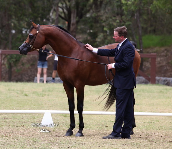 Australian National Arabina Stud Horse Show 2011