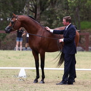 Australian National Arabina Stud Horse Show 2011