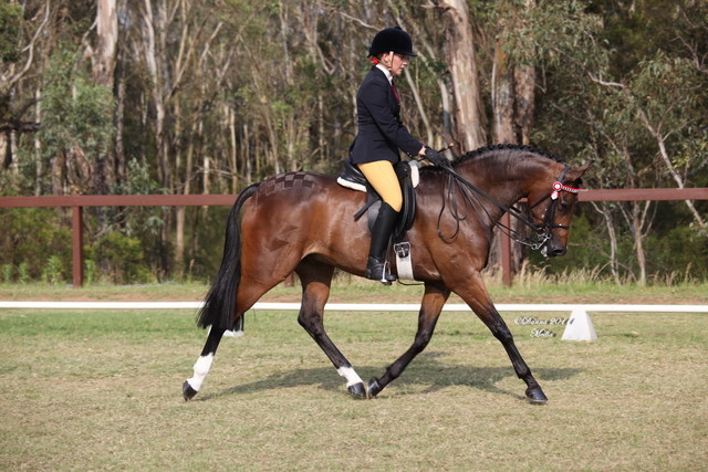 Australian National Arabina Stud Horse Show 2011