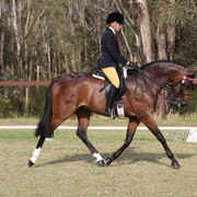 Australian National Arabina Stud Horse Show 2011