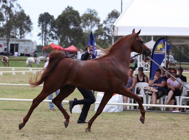 Australian National Arabina Stud Horse Show 2011